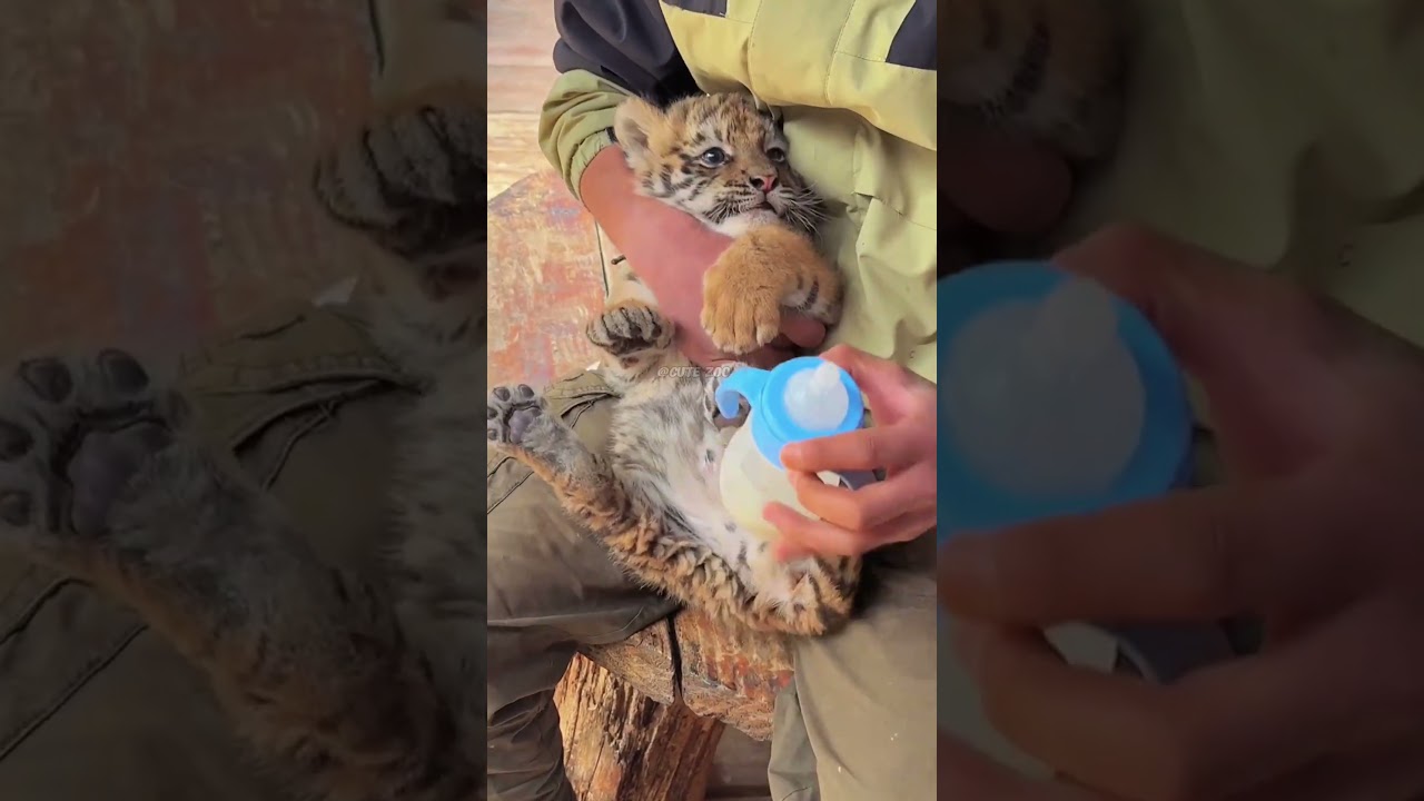 🐯🐯🐯WOW!!! adorable tiger cub 