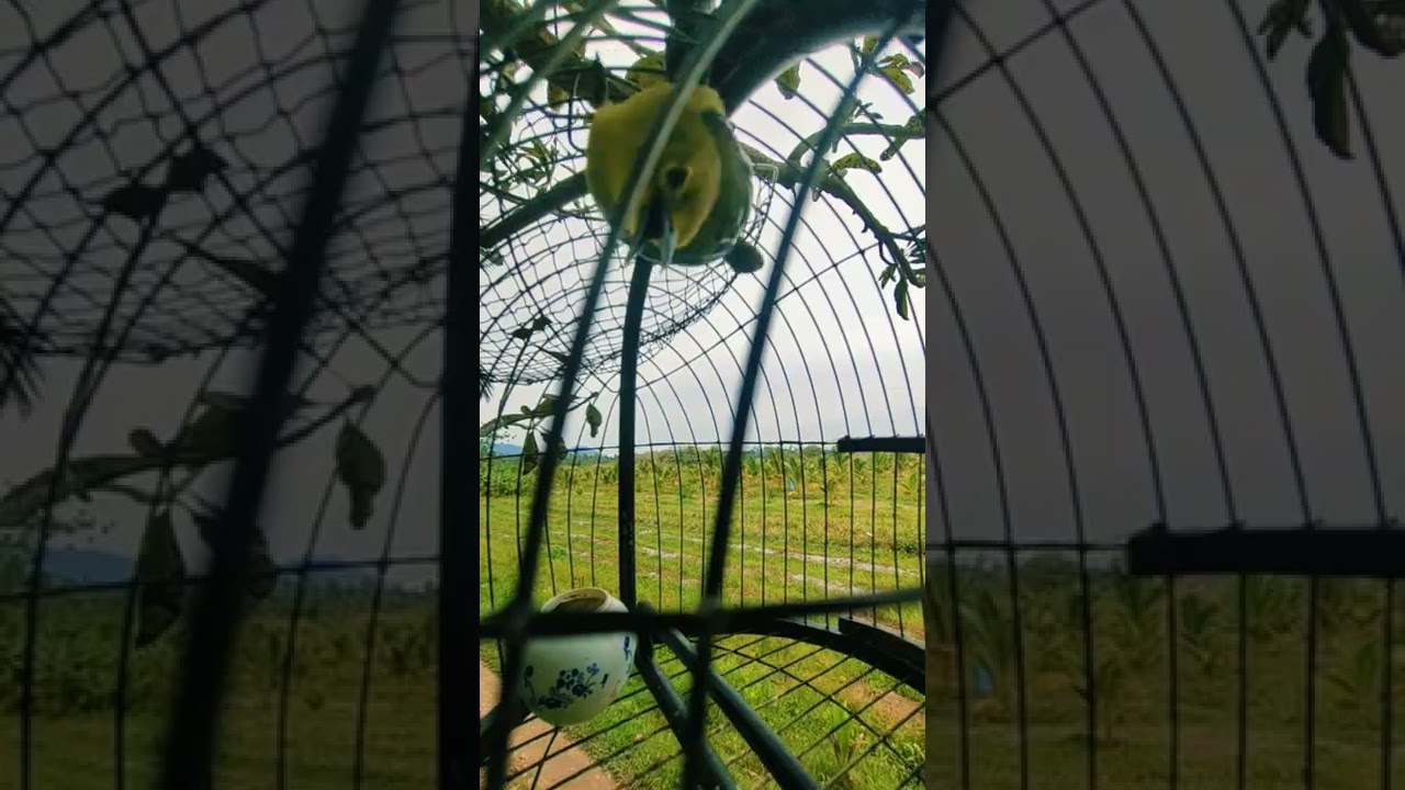 Suarak Pikat Denak Betina(mekmelor)tapau anakmuda jantan