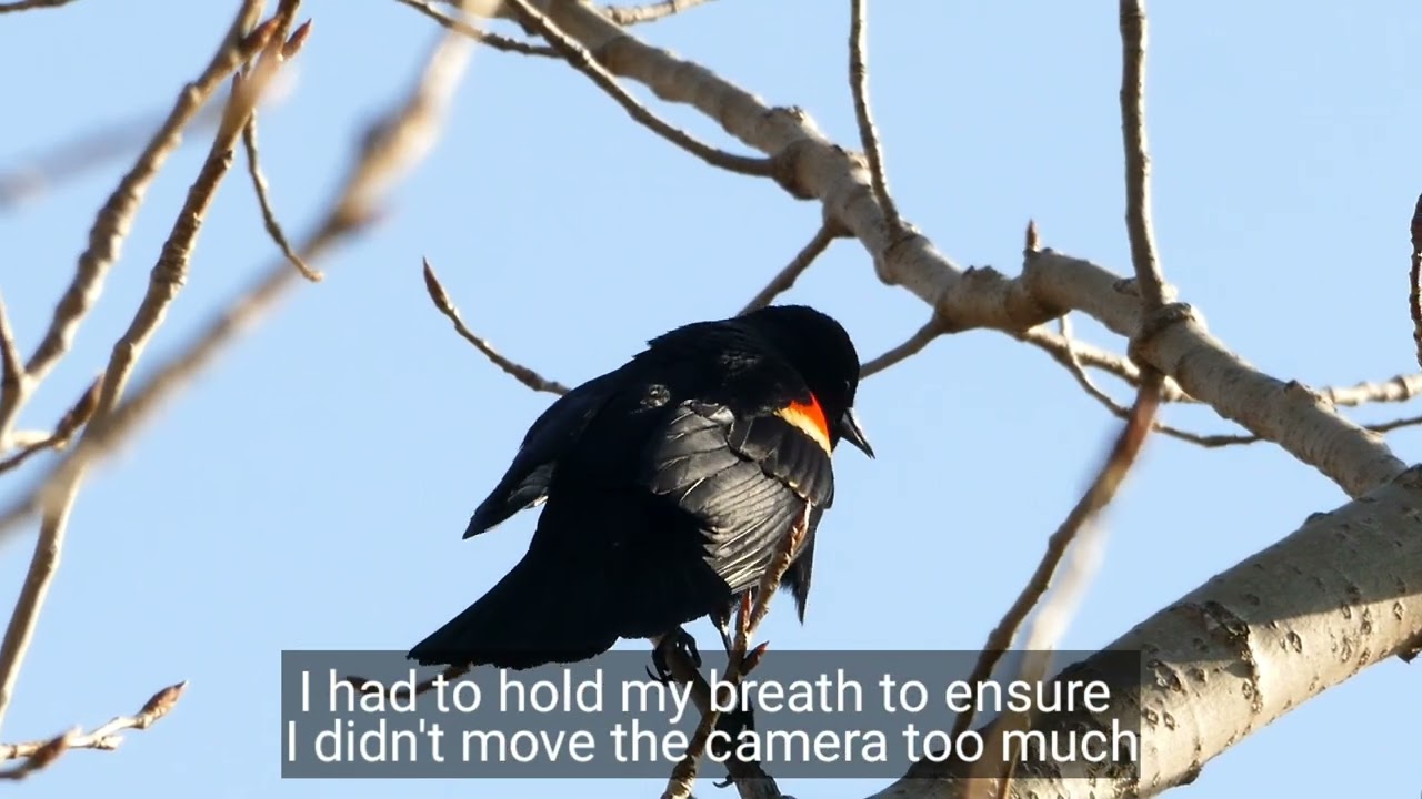 Illinois Beach State Park | Panasonic FZ1000 4K 100mps | April 10, 2023