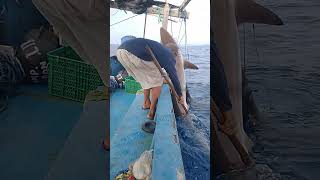 sangat mudah angkat ikan besar/hiu sendirian di laut.pakai wings tangan