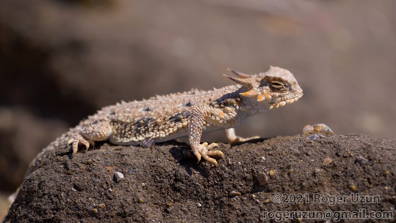 HDObservations : Flat-Tailed Horned Lizard (4K UHD)