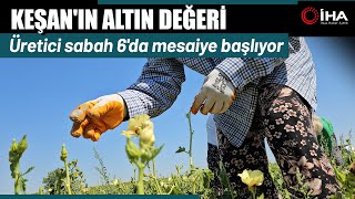 Siğilli Bamyası Tarladan Sofraya Alın Teriyle Geliyor