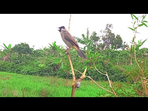 Pikat kutilang tanpa pulut alis pikat cengkram 1 lawan 4 #kicaumania