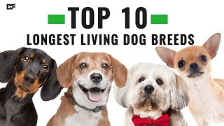 Top 10 Longest Living Dog Breeds