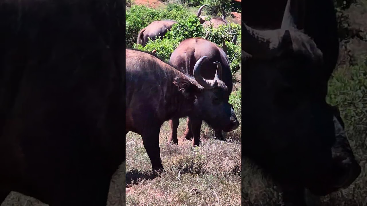 Buffalo with an oxpecker on its face