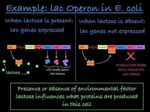 Environment Impacting Phenotype Explained: with 2 Examples