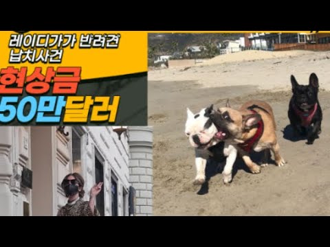 Capa de 레이디가가 반려견 납치 사건, 현상금 50만 달러