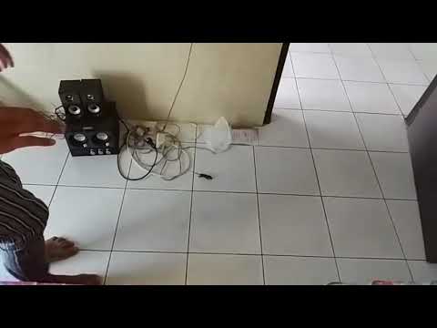 takut tikus part II takut tikus part II