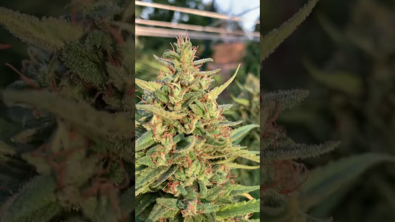 2020 Outdoor Cannabis Grow | Week 9 of Flower | Pineapple Strain