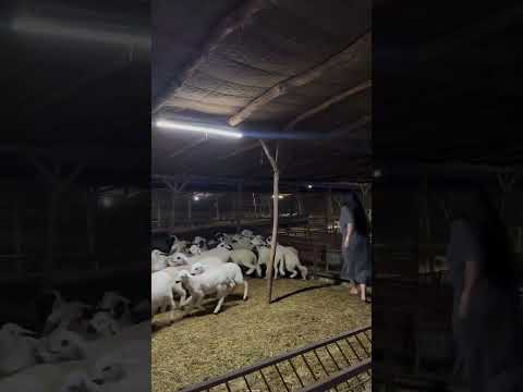 ترند شون ذا شيب اشومشي اشومشي Hiba Lamane جيش هبة لمان Challenge اكسبلور Viralvideo ستوريات