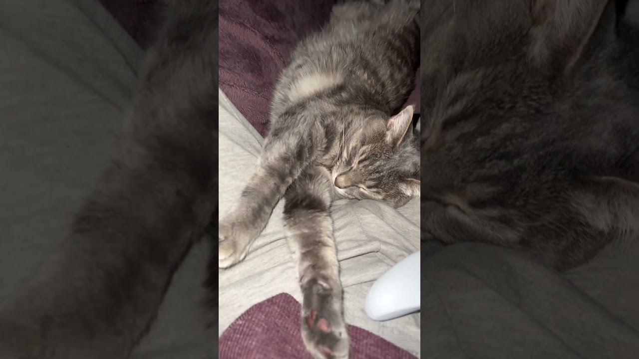 Cat Loves to Sleep to Enya!