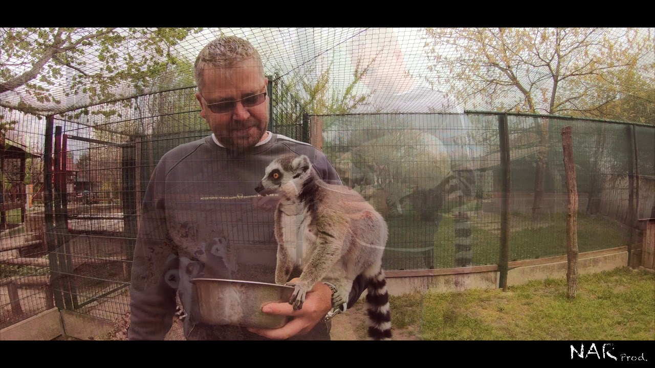 Den ošetřovatelem v Zoo Chleby ( zážitkový program ) - 4K -