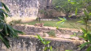 Loud Lion Roar At The Zoo