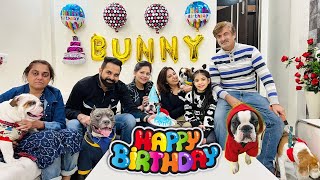 Bunny ke Birthday pe Brody ki Ladai Ho Gai  Pitbull Dog Fight | Harpreet SDC
