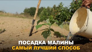 картинка: ПРИ ТАКОЙ ПОСАДКЕ МАЛИНА ПРИЖИВАЕТСЯ ЛУЧШЕ ВСЕГО. Посадка летней и ремонтантной малины.