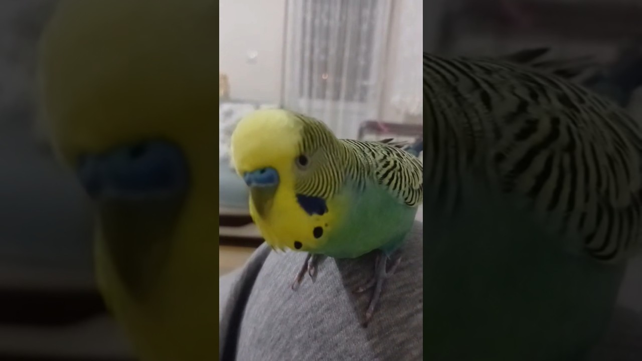 Kuduruk #birds #talkingparot #budgies #parrot #birdsong #cute #parakeet #lovebirds #muhabbetkuşusesi
