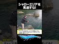 【エギング】浅いワンドは要チェック！大きいアオリイカが潜んでいるかも？#春イカ #アオリイカ #パタパタ #喰わせスロー #山口