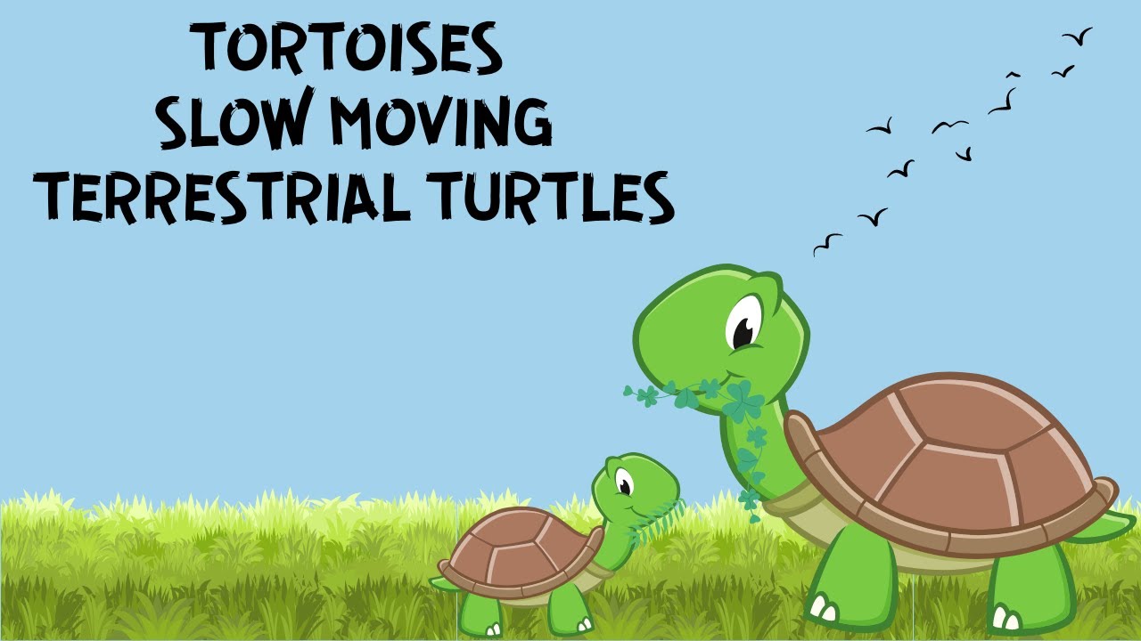 ALL ABOUT TORTOISE  FOR KIDS | TORTOISES - SLOW MOVING, TERRESTRIAL TURTLES | DONUT KIDS TV |