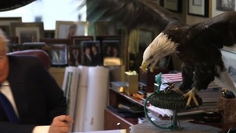 Raw: Bald Eagle Attacks Trump During Photoshoot
