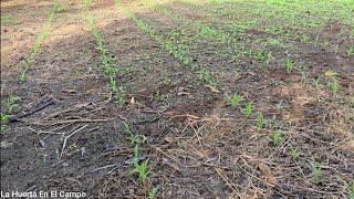 ASOMBROSO Cultivo de Maíz 🌽 como sembrar un cultivo de maíz paso a paso.