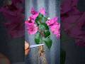 How to grow a purple bougenvil flower tree with a stem cutting graftaminatagarden growingflowers
