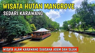 Terkini !! WISATA HUTAN MANGROVE SEDARI KARAWANG