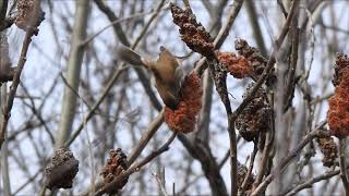 Hermit Thrush feeds on fruits of Staghorn Sumac