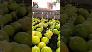 Fresh Limes on Factory Conveyor Belt | Satisfying Production Process #diy #viral #food #islam