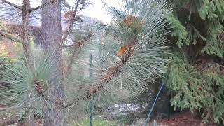 Pinus coulteri borovice Coulterova
