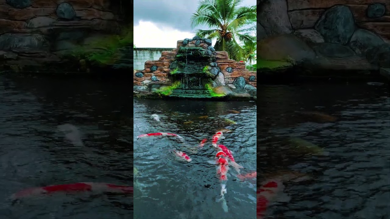 The gentle movement of koi fish turns the backyard into a place of serenity |ASMR 