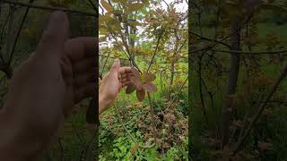 Arbustul cu miros de morcov