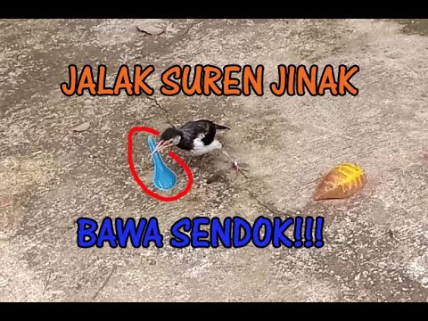 BURUNG JALAK SUREN JINAK, BISA DILEPAS SEHARI HARI 