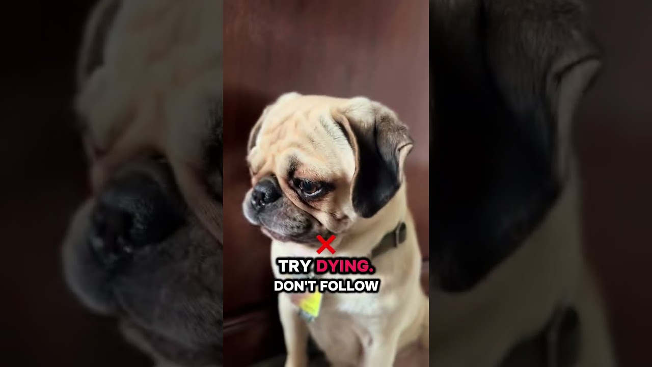 Follow your dream, so I went back to sleep 