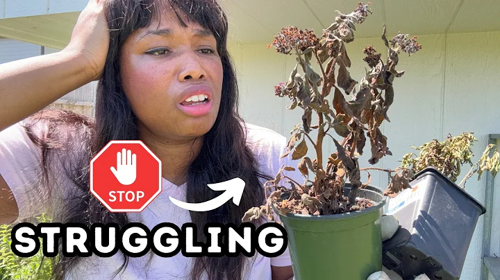 10 Beginner Gardener Mistakes & How to Avoid Them thumbnail