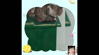 Yeməkdən sonra temizlənən MİNOŞUM😺😻