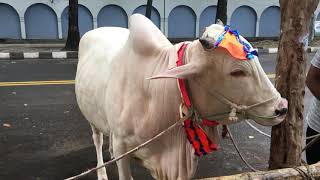 Kurbanir Goru 2018, Uttara, Dhaka.