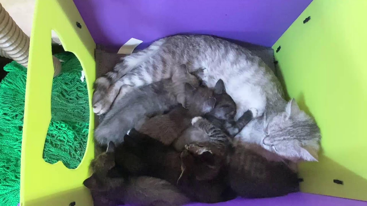 Gray Cat / 그레이 켓 - YouTube