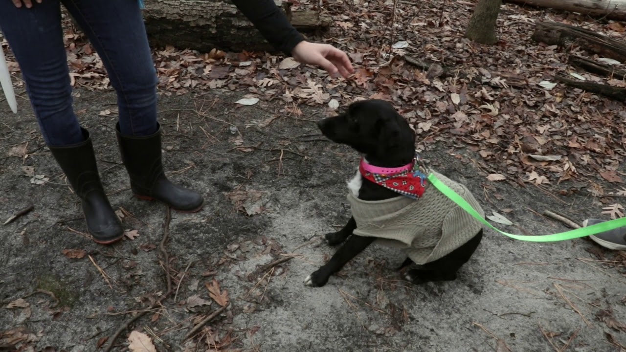 Animal Welfare Association Special Needs Volunteers Social Media Video