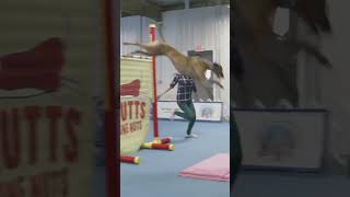 Worlds Fastest Dog The Amazing Greyhound