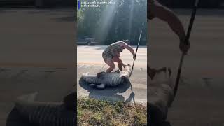 Man Wrangles Alligator While Barefoot
