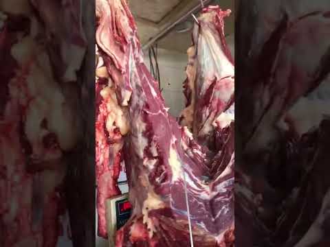 لحم السن عجل بقري