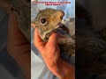 A poor squirrel #squirrel #wildlife #lovestory #cutesquirrels #squirrellove #animalrescue #pet #love