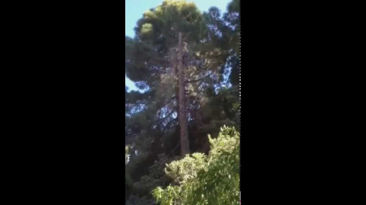 Oceanside Tree Service | Residential and Commercial Tree Trimming