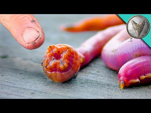 Video: Bloodworm Medicinal