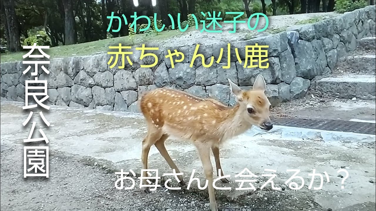 奈良公園の今 かわいい迷子の赤ちゃん小鹿 お母さんと会えるか Youtube