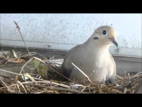 Mourning dove tests nest, calls to mate
