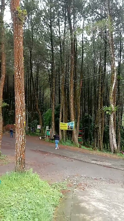 Pagi Yang Indah by Koes bersaudara Koes Plus #koesplus
