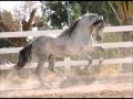 Descargar Puras de caballos con Chente - DJ JACKO Descargar Puras de caballos con Chente - DJ JACKO