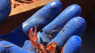Ready Seafood Sustainability Research