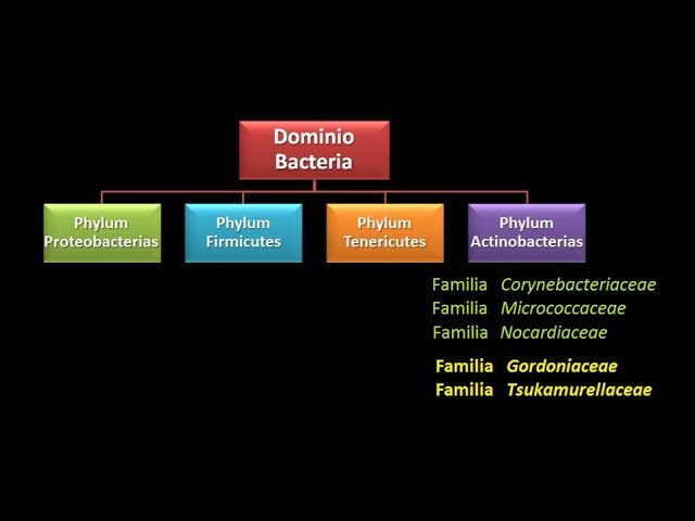 Dominio Bacteria: Phylum Actinobacteria 4 - Familia Gordoniaceae y Familia Tsukamurellaceae